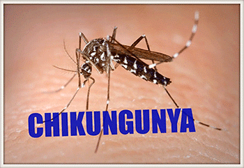 Ayurvedic treatment for chikungunya