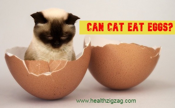 Can Cats Eat Eggs?