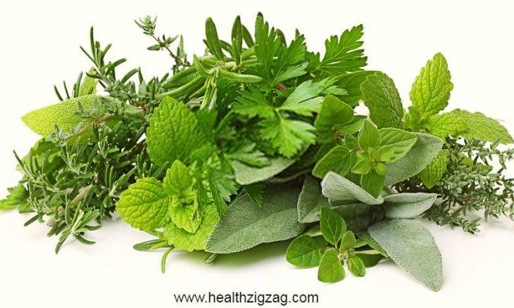 6 medicinal plants and herbs