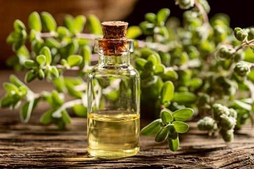 Marjoram essential oil: properties and uses