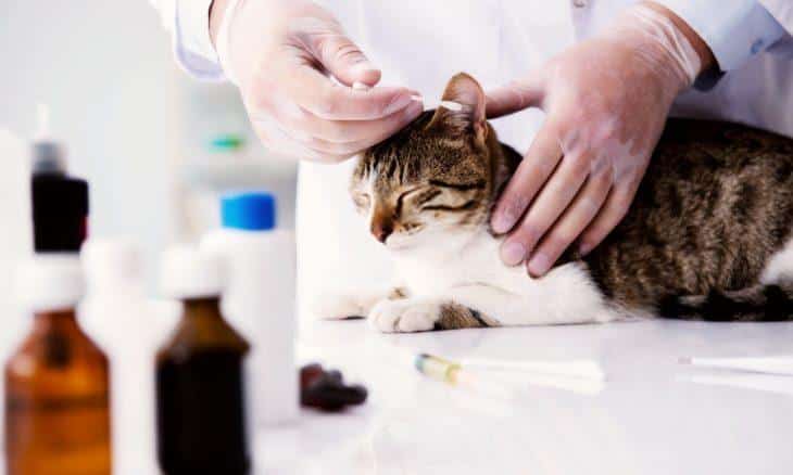 Symptoms and treatment of fatty liver in cats