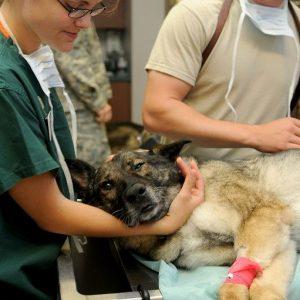 Responsibilities and Importance of a Veterinarian | Online Vet