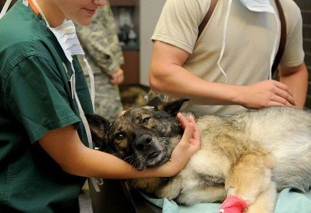 Responsibilities and Importance of a Veterinarian | Online Vet