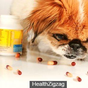 Amoxicillin for dogs: what is it for and dosage