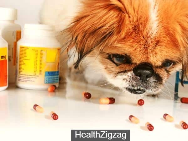how much amoxicillin can i give a dog