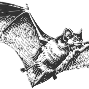 Bats: the cause of the coronavirus