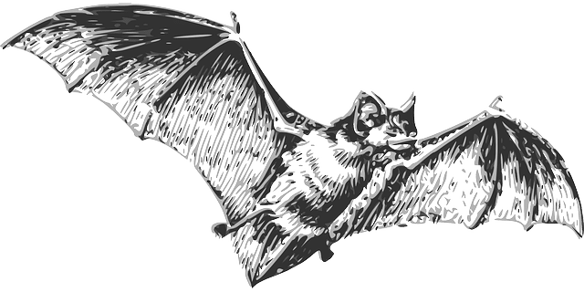 Bats: the cause of the coronavirus
