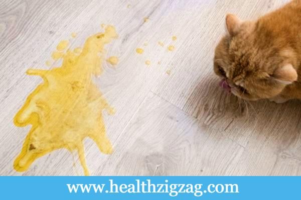 cat vomits yellow