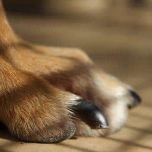 cut a dog's nails at home without hurting him