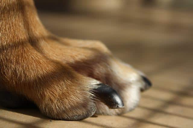 cut a dog's nails at home without hurting him